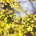 New Maple in the evening light by kiwichick