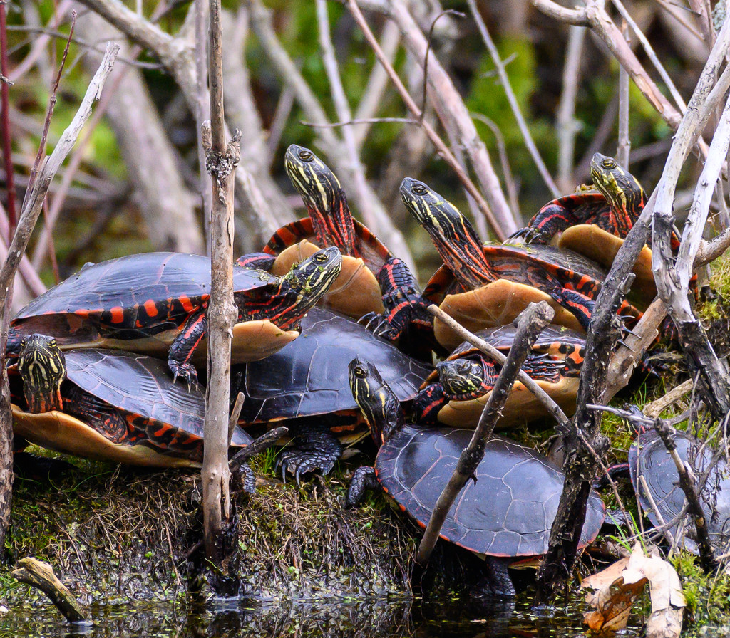 How many turtles? by dridsdale