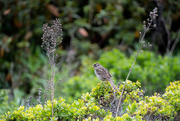 8th May 2019 - White-crowned Sparrow