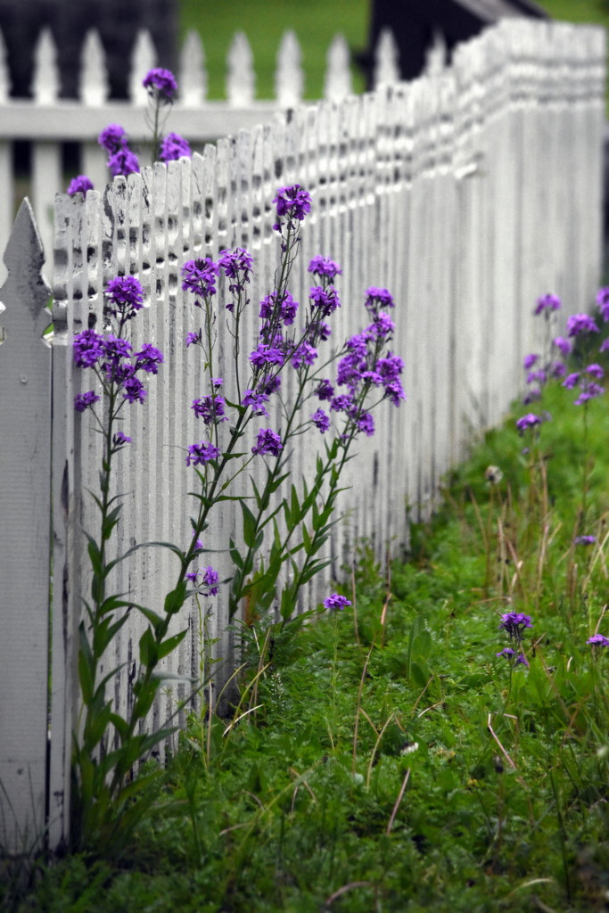 Blooming by the White Picket Fence by genealogygenie