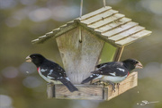 2nd May 2019 - A Pair of Male Rose Breasted Grosbeaks