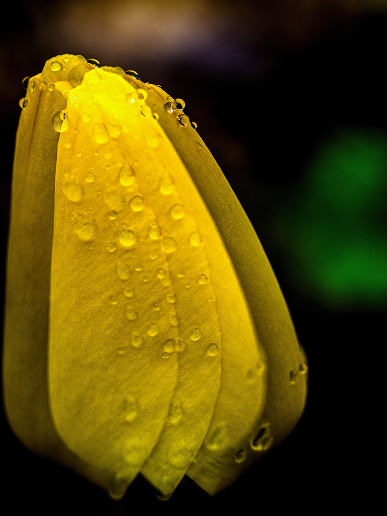 Yellow Tulips in the Rain and Wind by tosee
