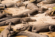 9th May 2019 - Gators Basking in the Sun!