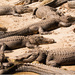 Gators Basking in the Sun! by rickster549
