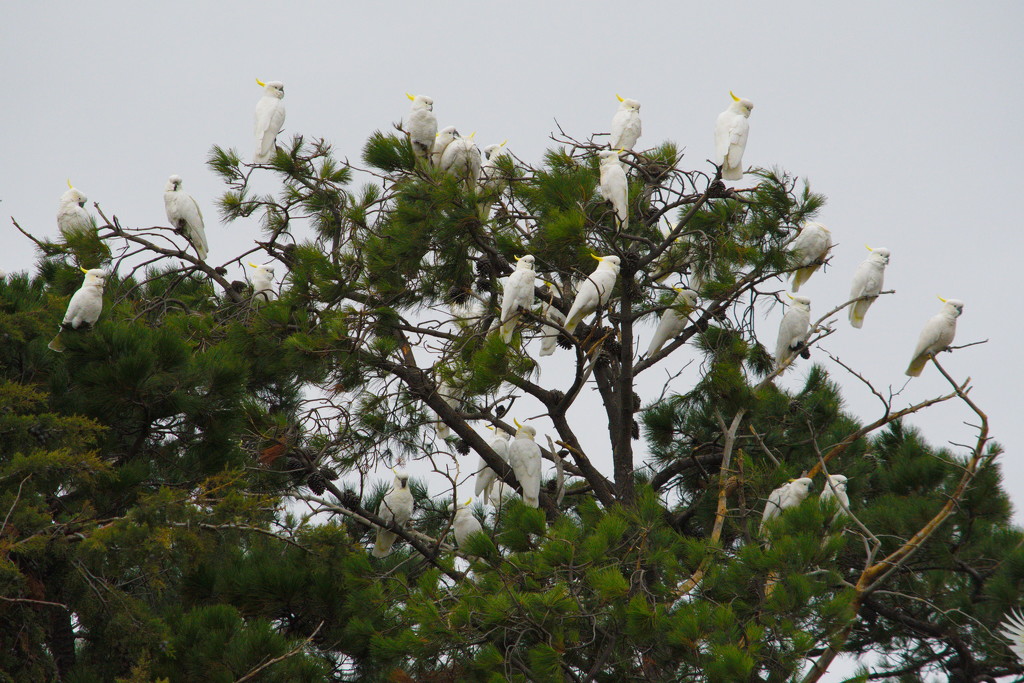 Yellow-Crested Cockatoos.  by kgolab