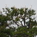 Yellow-Crested Cockatoos.  by kgolab