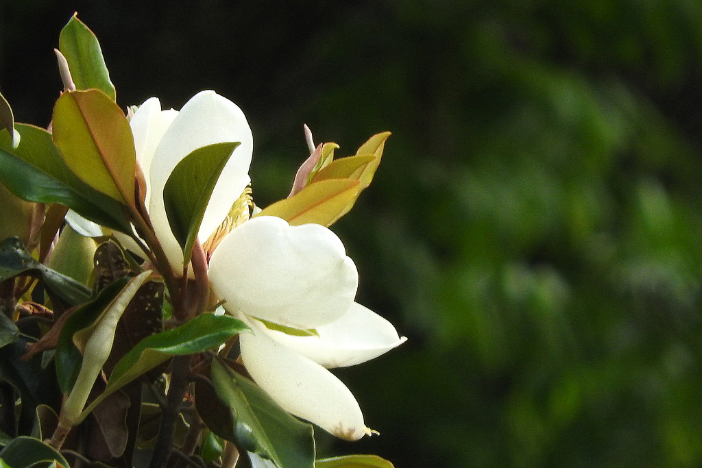 The magnolias are bloomin', Y'all! by homeschoolmom