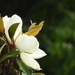The magnolias are bloomin', Y'all! by homeschoolmom