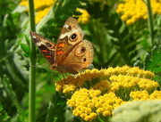 9th May 2019 - Painted Lady on Golden Yarrow