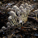 Fungi hunt by maureenpp