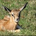Springbuck only 4 days old. by ludwigsdiana