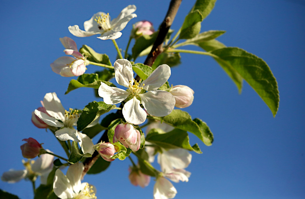Blue Sky and Apple Blossoms by gq