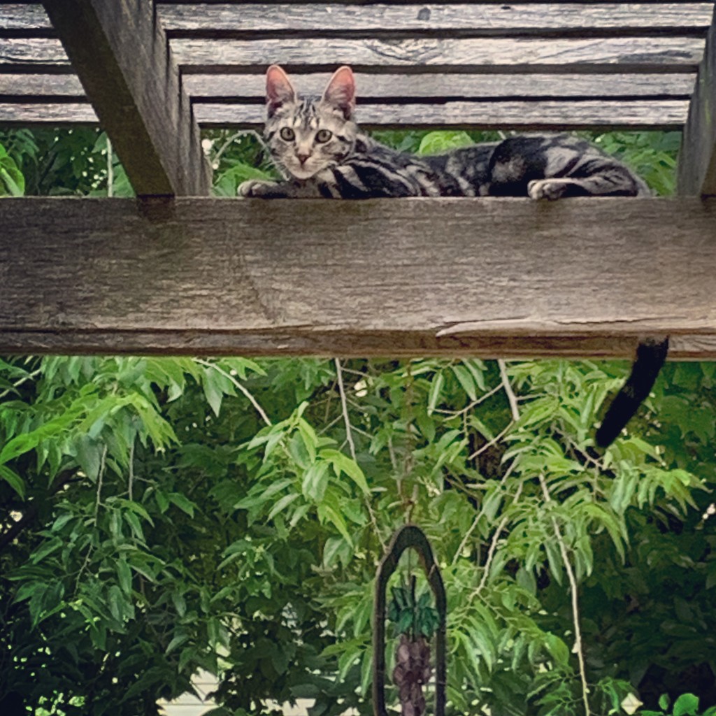 Our neighborhood cat loves our patio cover by louannwarren