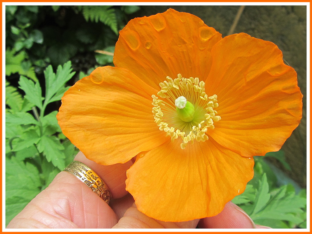 An orange poppy flower. by grace55