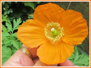 10th May 2019 - An orange poppy flower.