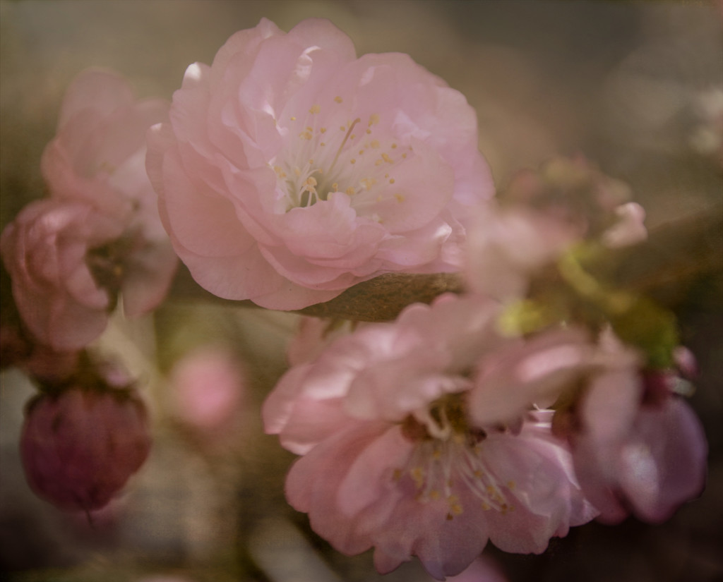 Flowering Almond by 365karly1