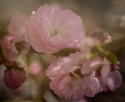 10th May 2019 - Flowering Almond