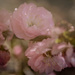Flowering Almond by 365karly1