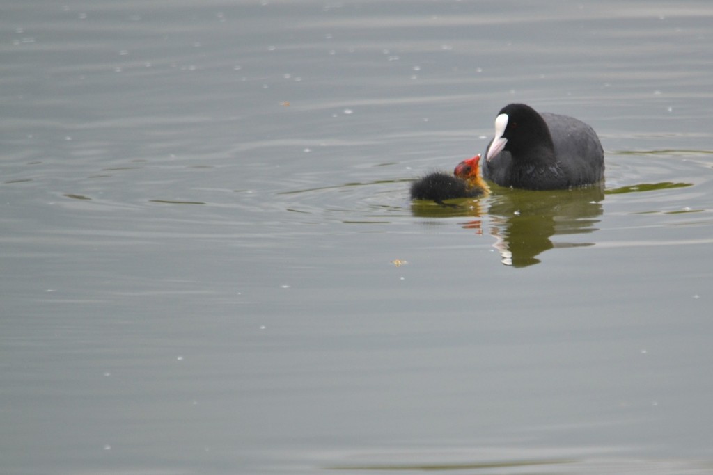 Coot and chick.......... by ziggy77