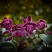 Salvia Flowers by tonygig