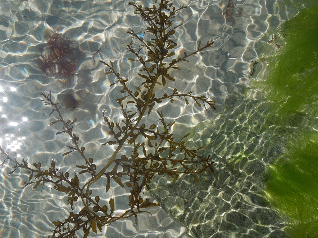 Floating seaweeds by etienne