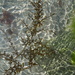 Floating seaweeds by etienne