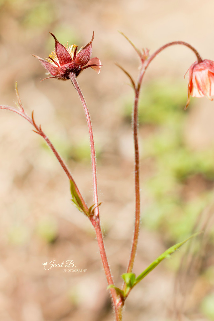 Avens by janetb