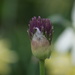 Allium by 365projectmaxine