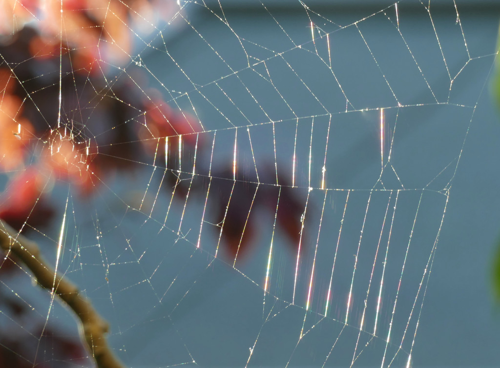 spiderweb by marijbar