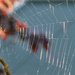 spiderweb by marijbar