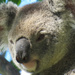 Soft light by koalagardens