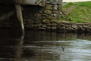 10th May 2019 - Swallows at the Old North Bridge