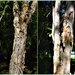 Paper Bark Tree Trunks ~     by happysnaps