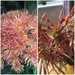 Chrysanthemum  by kyfto