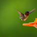 hummingbird #2 by samae