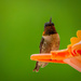 hummingbird #3 by samae