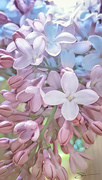 9th May 2019 - Lilac Blossoms 