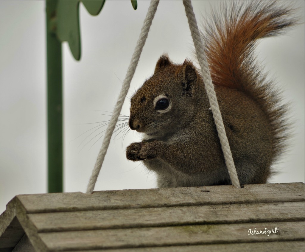 Caught on the Feeder by radiogirl