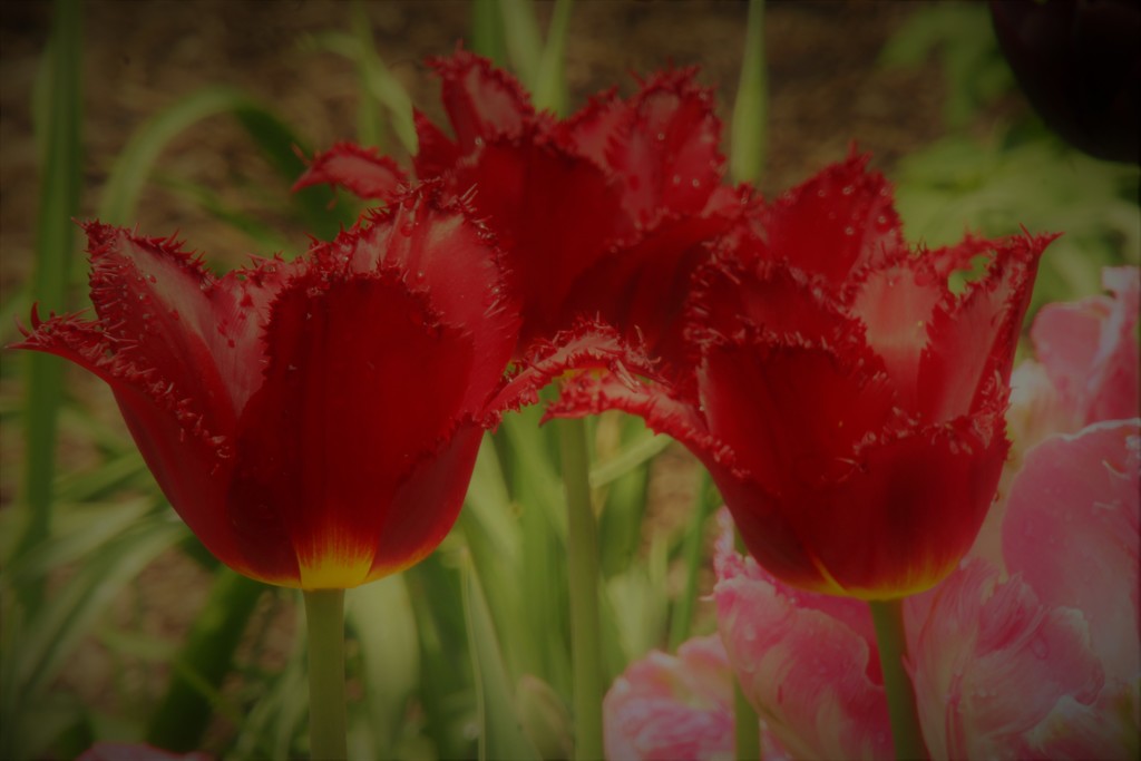 Red Tulips by randy23