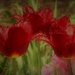Red Tulips by randy23