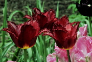 30th Apr 2019 - Blooming Tulips