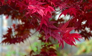 10th May 2019 - Japanese Maple