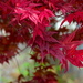 Japanese Maple by redy4et