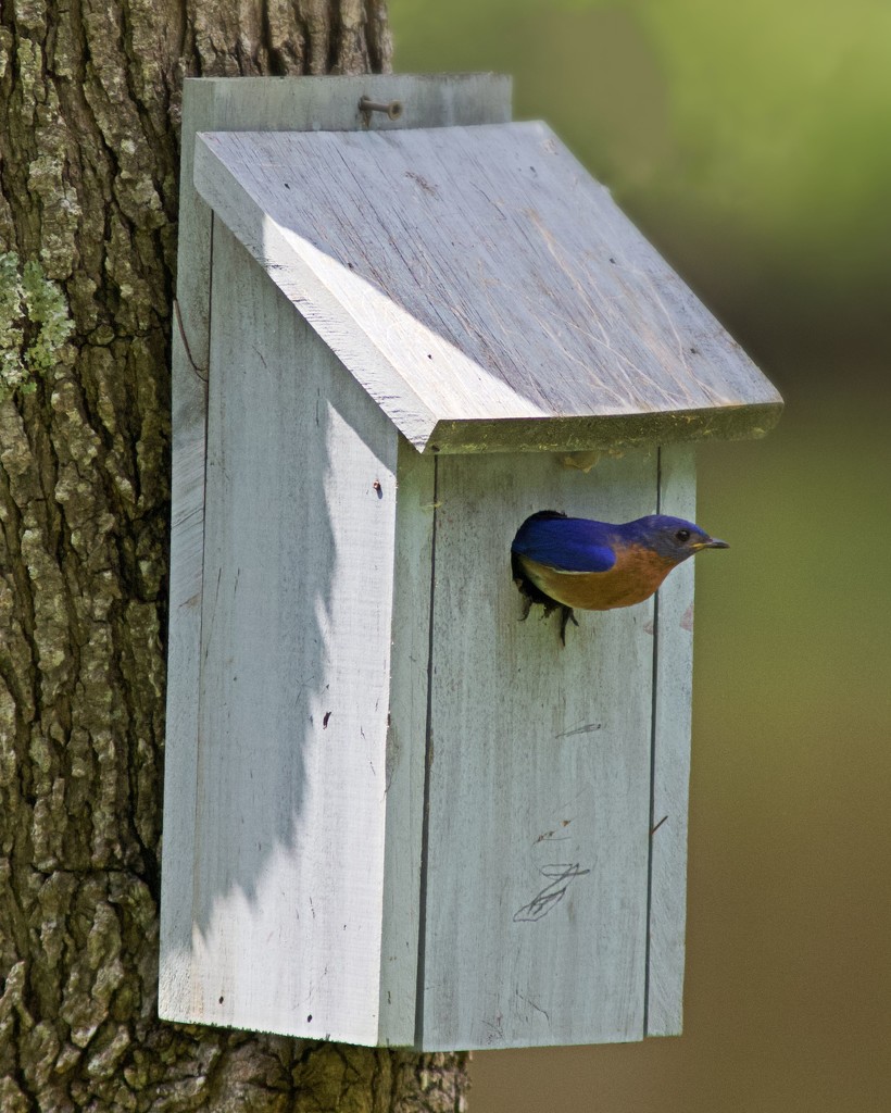 LHG_8455 Male Bluebird exits by rontu