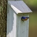 LHG_8455 Male Bluebird exits by rontu