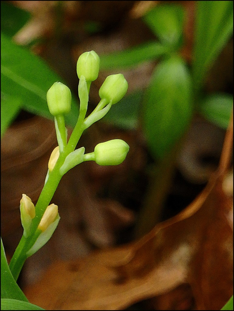 Lily of the Valley Buds by olivetreeann