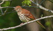 5th May 2019 - Brown Thrasher