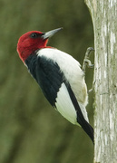 7th May 2019 - Red-headed Woodpecker