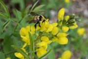 10th May 2019 - Tri Colored Bee on Golden Banner