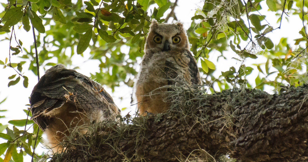Great Horned Owl Baby's! by rickster549